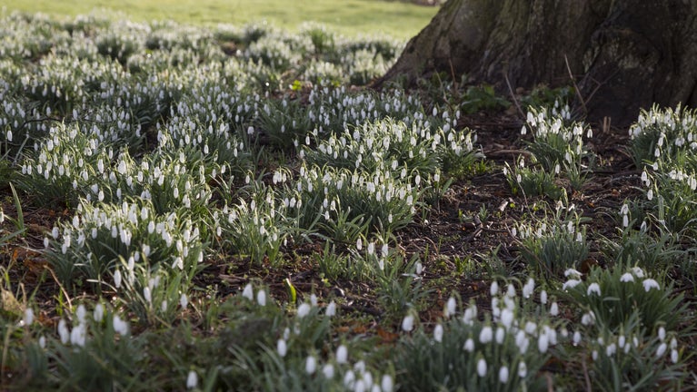 Snowdrops in the grounds of Basildon Park, Berkshire